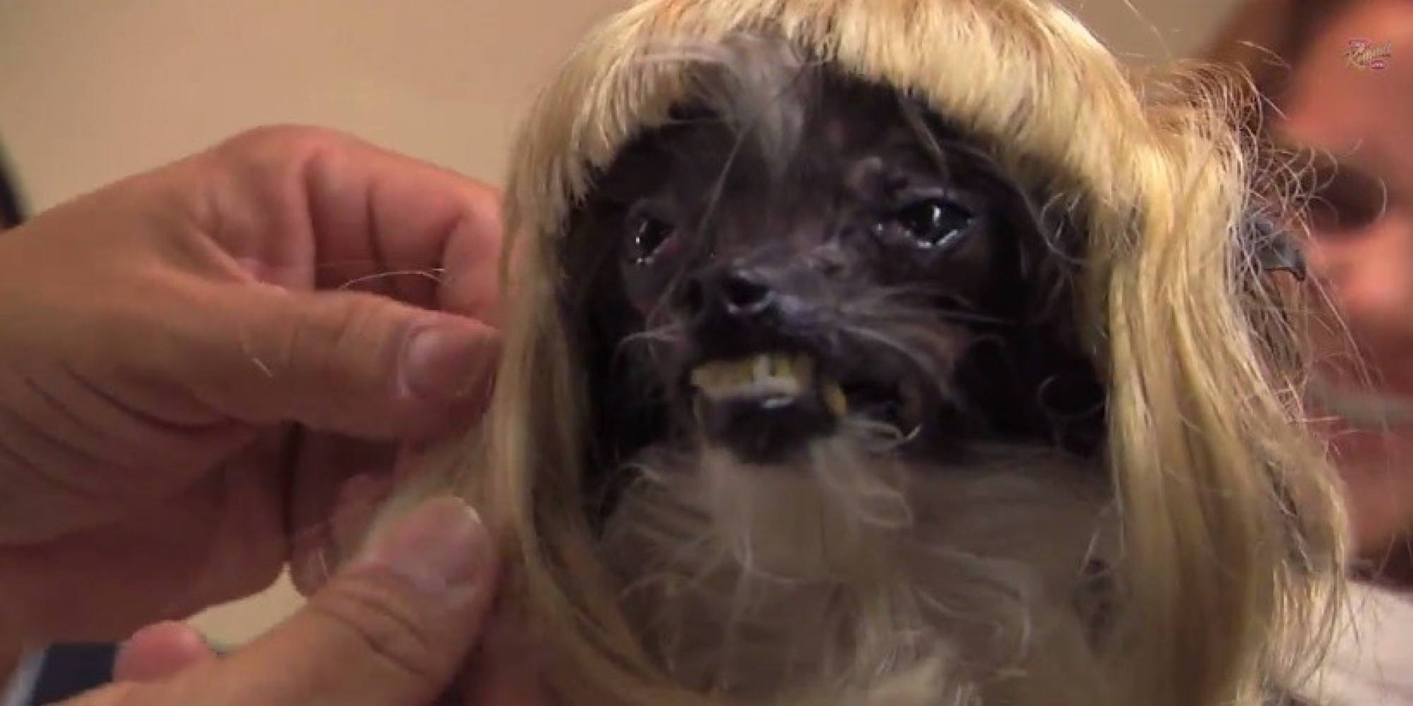 world-s-ugliest-dog-gets-an-incredible-makeover-from-jimmy-kimmel