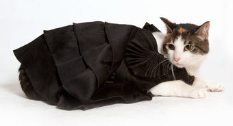 CAT-DRESS.jpg