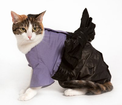 CAT-DRESS.jpg