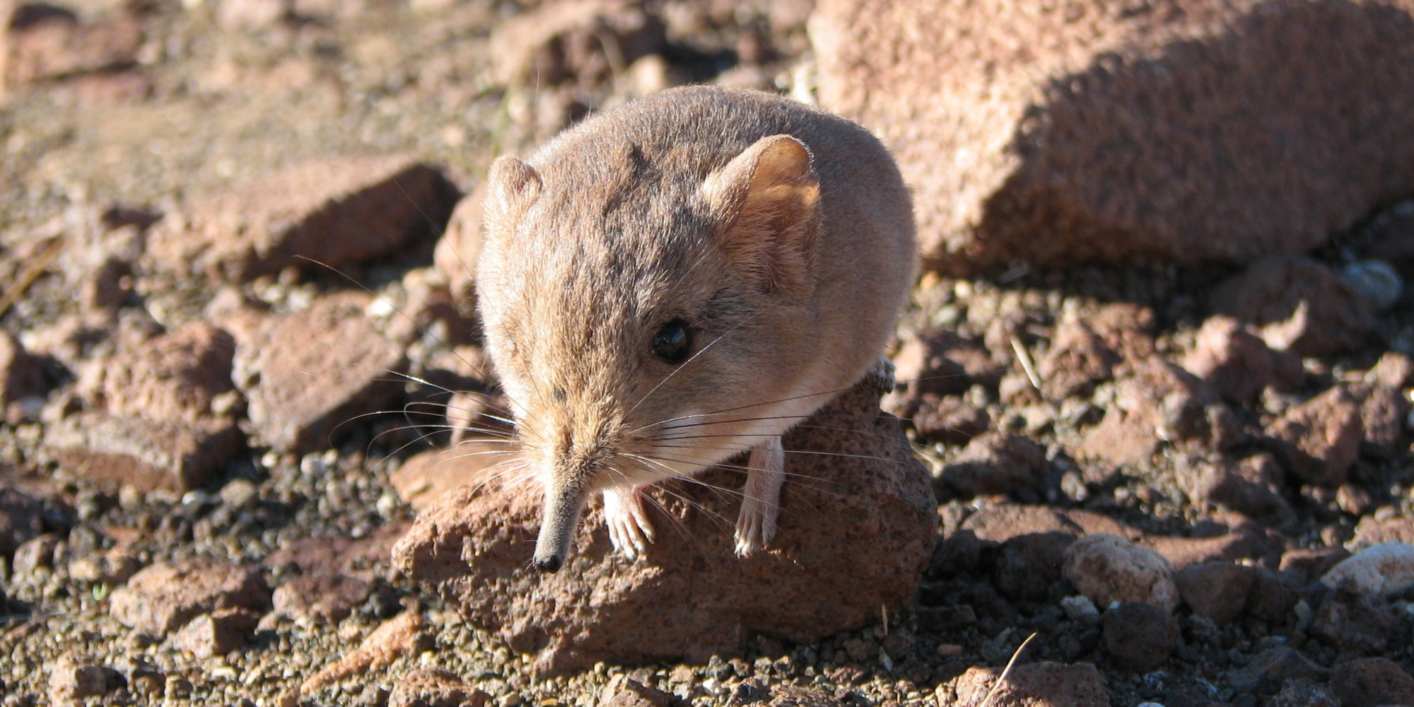 newly-discovered-shrew-may-look-like-a-mouse-but-it-s-more-closely