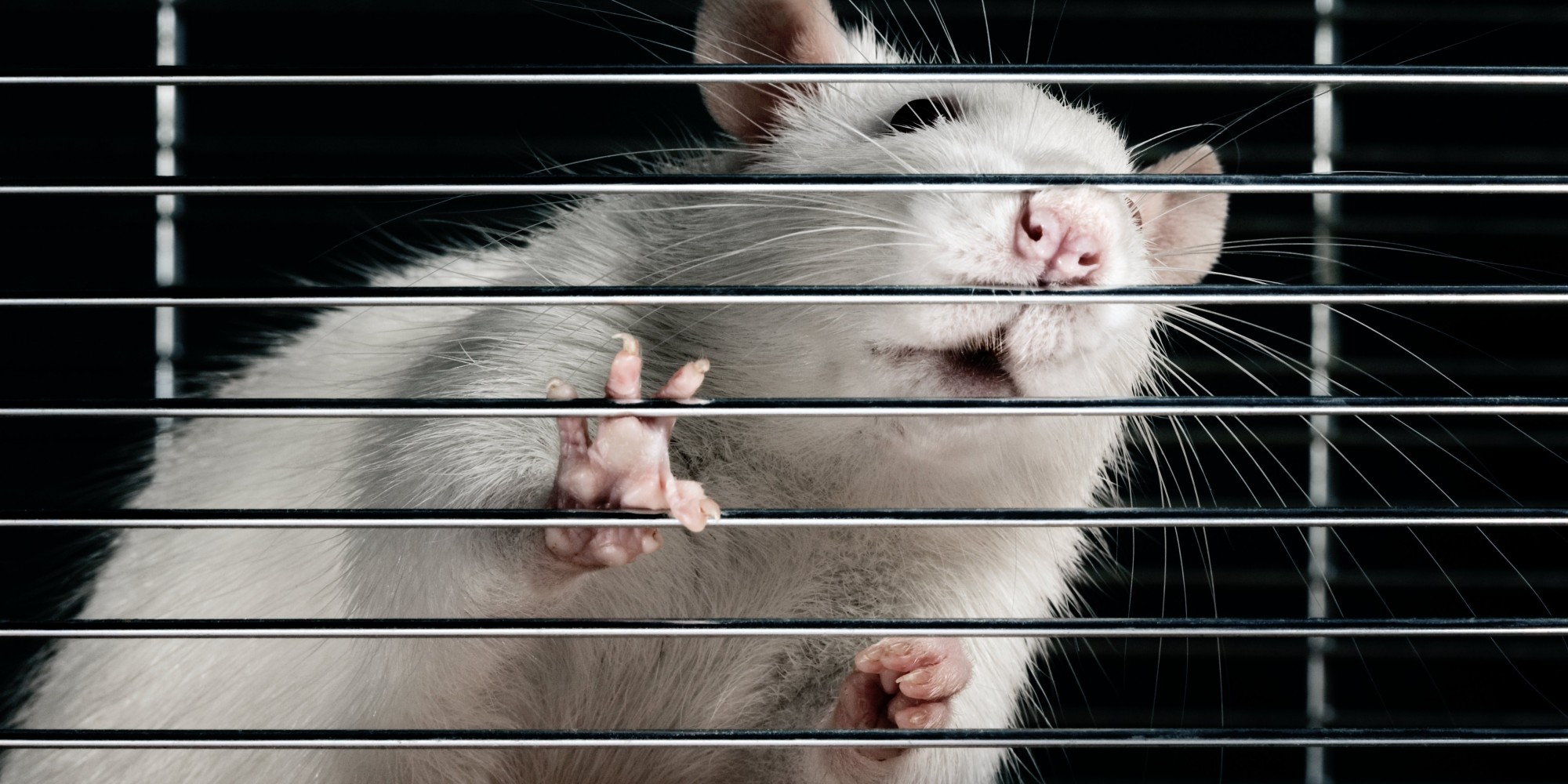 You May Have Been A Lab Rat In A Huge Facebook Experiment