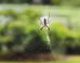Woman Sets Home On Fire Trying To Kill Spider With Lighter: Cops