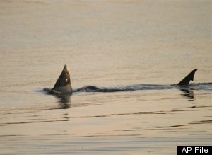 Sharks Tagged