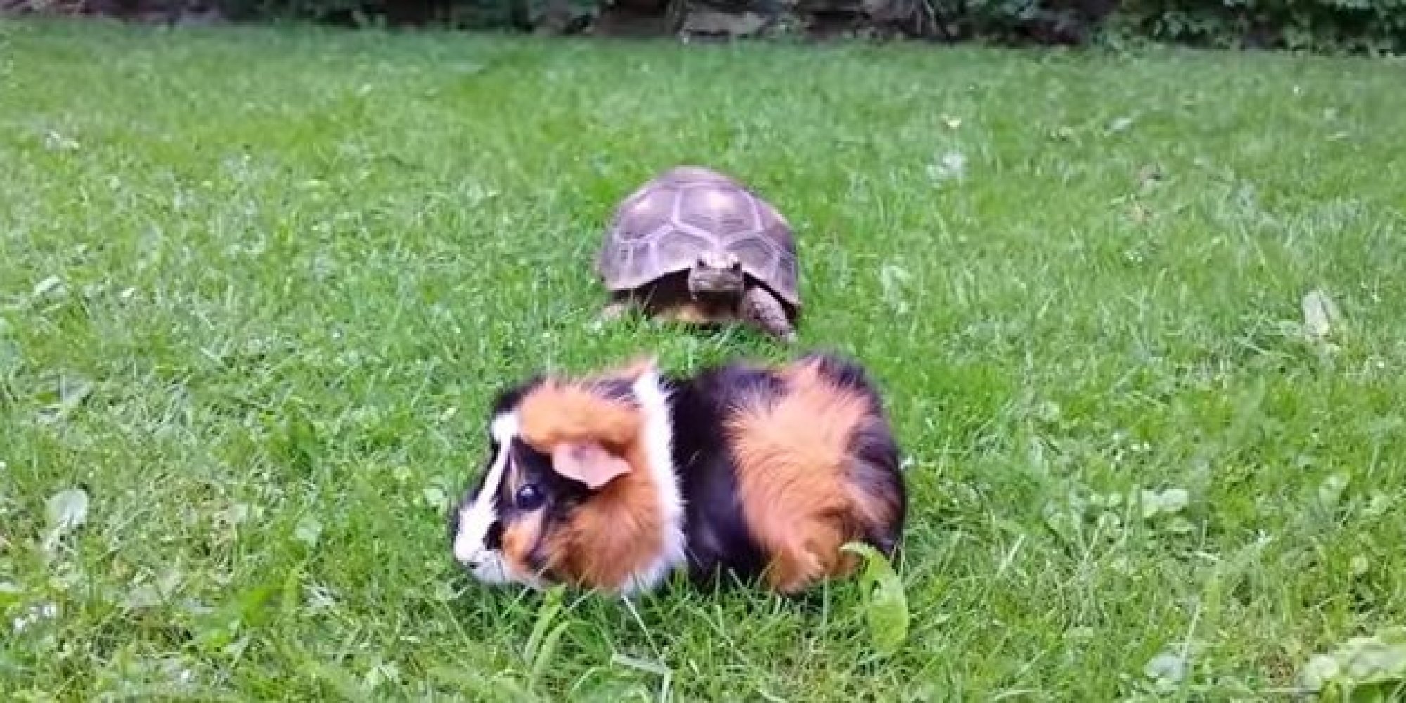 ShortButSweet Video Of The Day Guinea Pig Evades Tortoise Attack