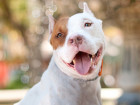 This State Has Had It With Discrimination Against Pit Bulls