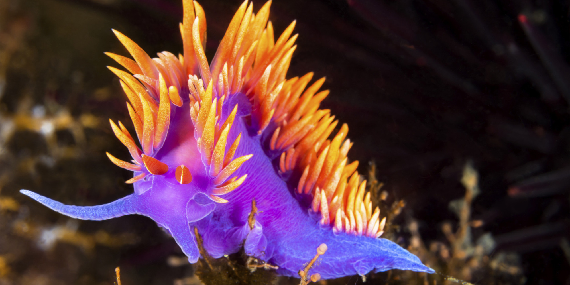 Stunning Photos Of Tropical Sea Creatures Will Make You Rethink How You