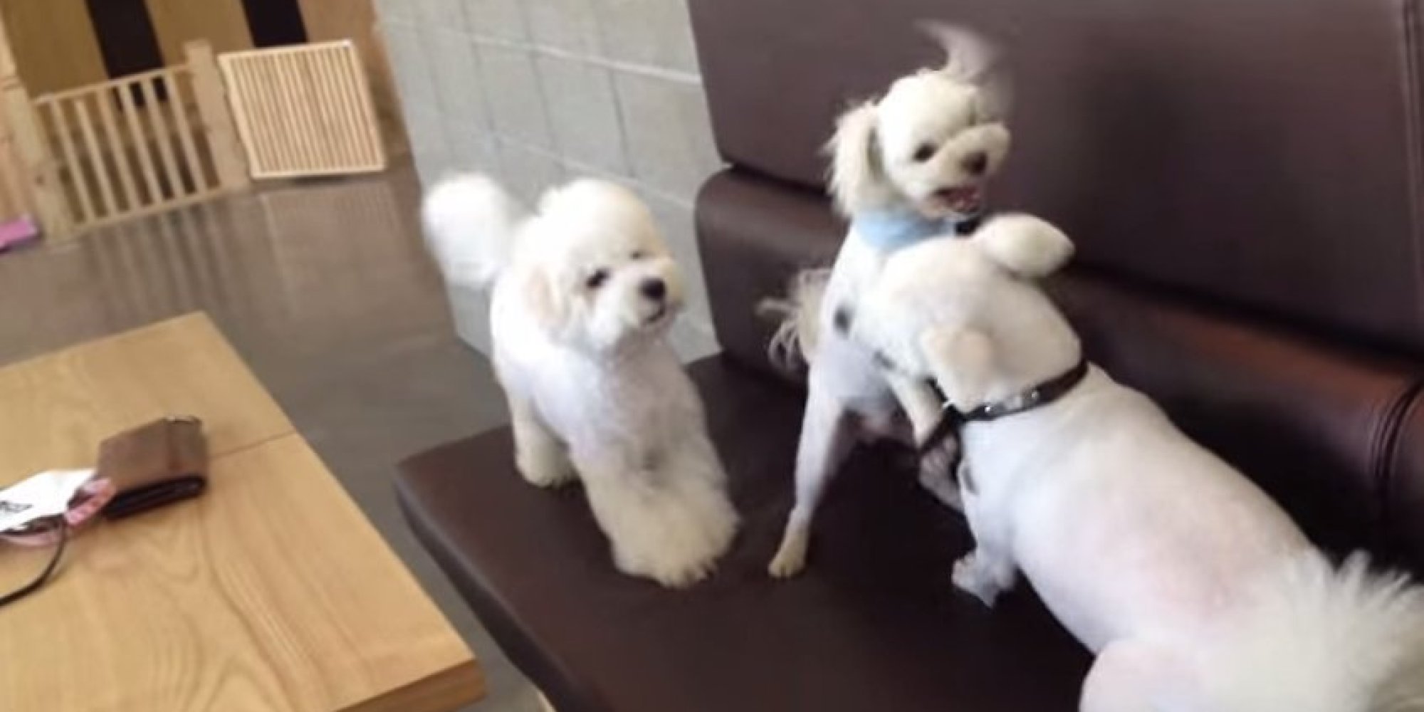 'Oi! Leave My Mate Alone!' Dog Breaks Up Fight Between Other Two Dogs