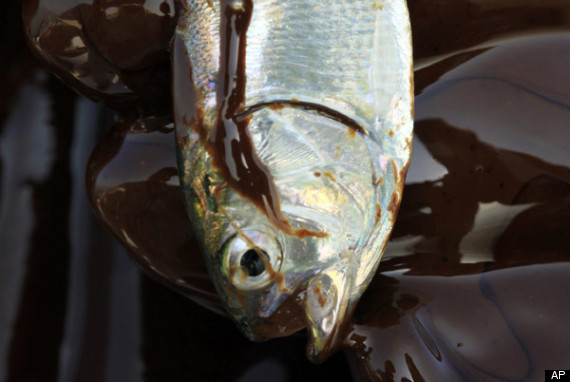 Dispersants Oil Spill