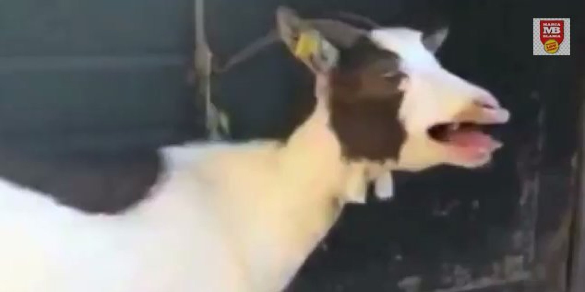Jurassic Goat: It's The 'Jurassic Park' Theme Tune Performed By Goats (VIDEO)2000 x 1000