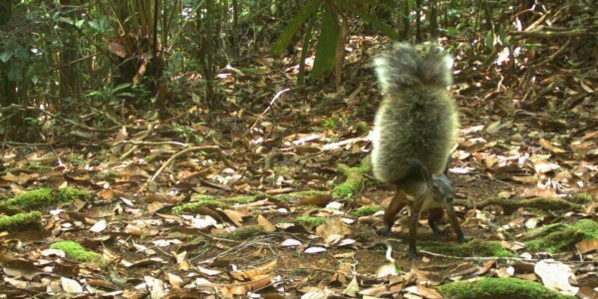 This 'Vampire' Squirrel Has The Fluffiest Tail In The World | HuffPost