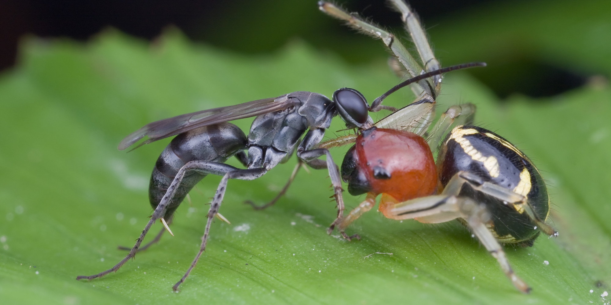 Newfound 'Bone-House Wasp' Builds Its Nest Out Of Ant Corpses | HuffPost