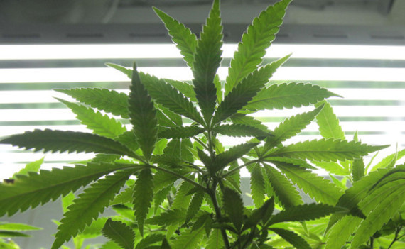 Marijuana