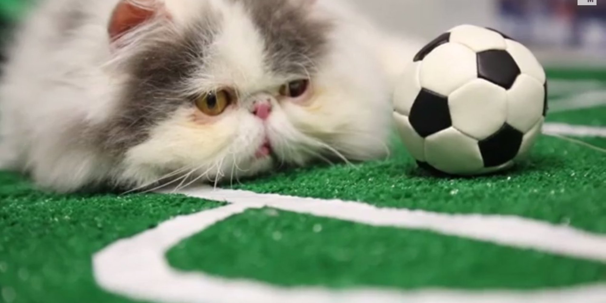 These SquishedFace Soccer Cats Are Just What We Needed