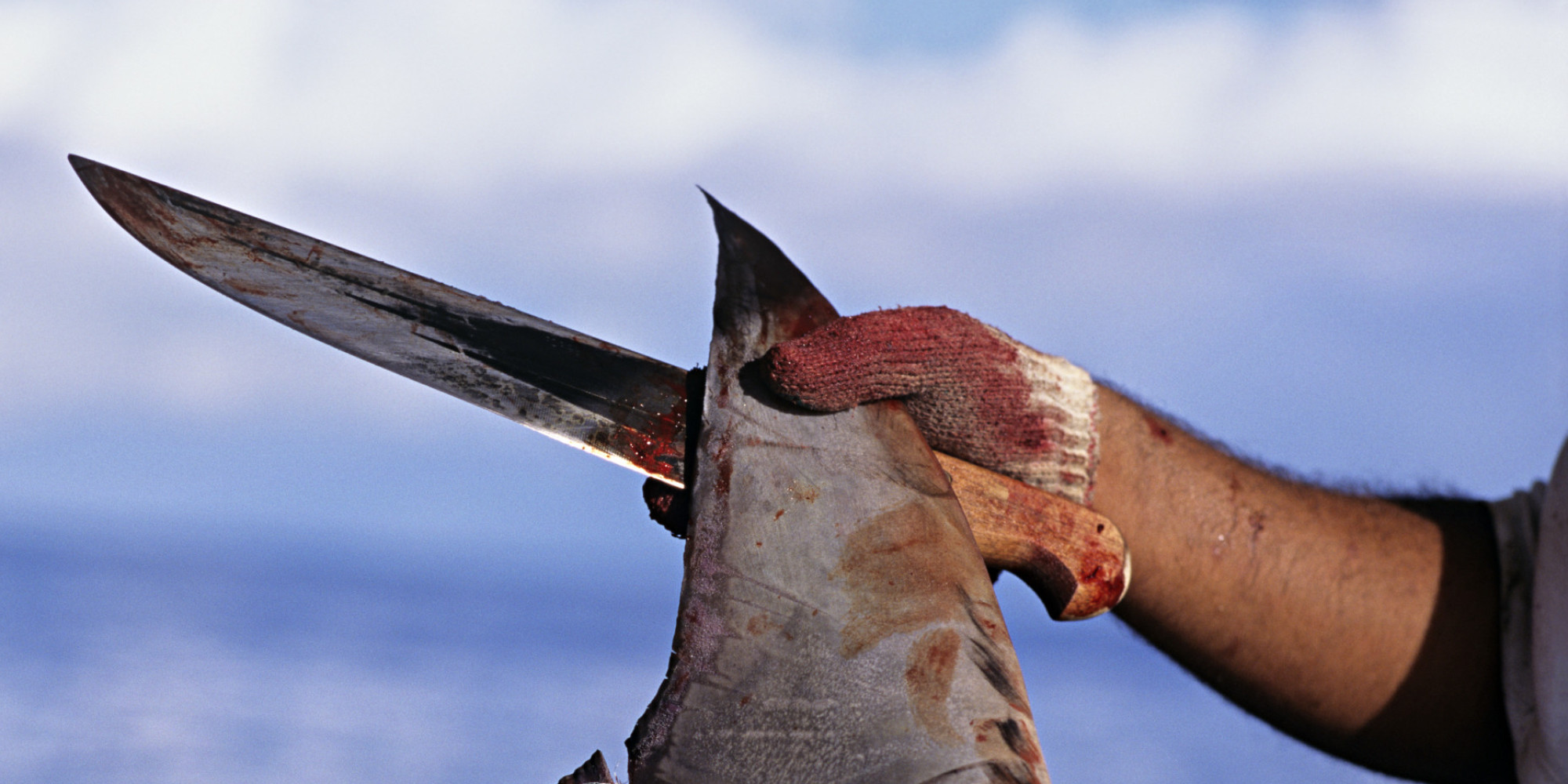 Great Hammerhead Shark Teeth