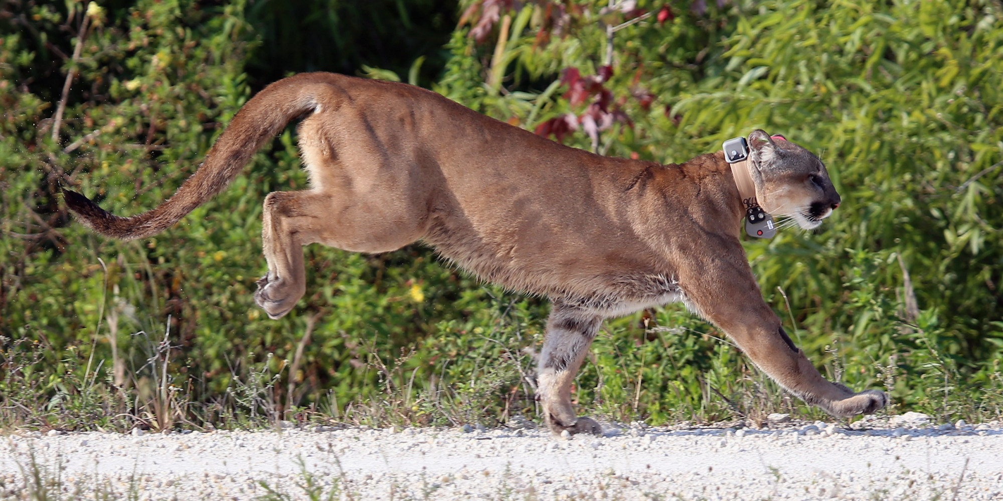 Push To Save Endangered Florida Panther Prompts New Payment Program To
