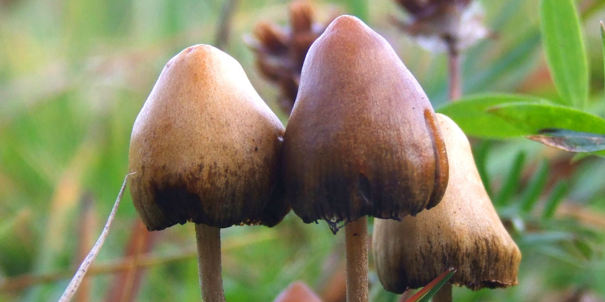 Your Brain On Magic Mushrooms Is Actually Similar To Dreaming, Brain