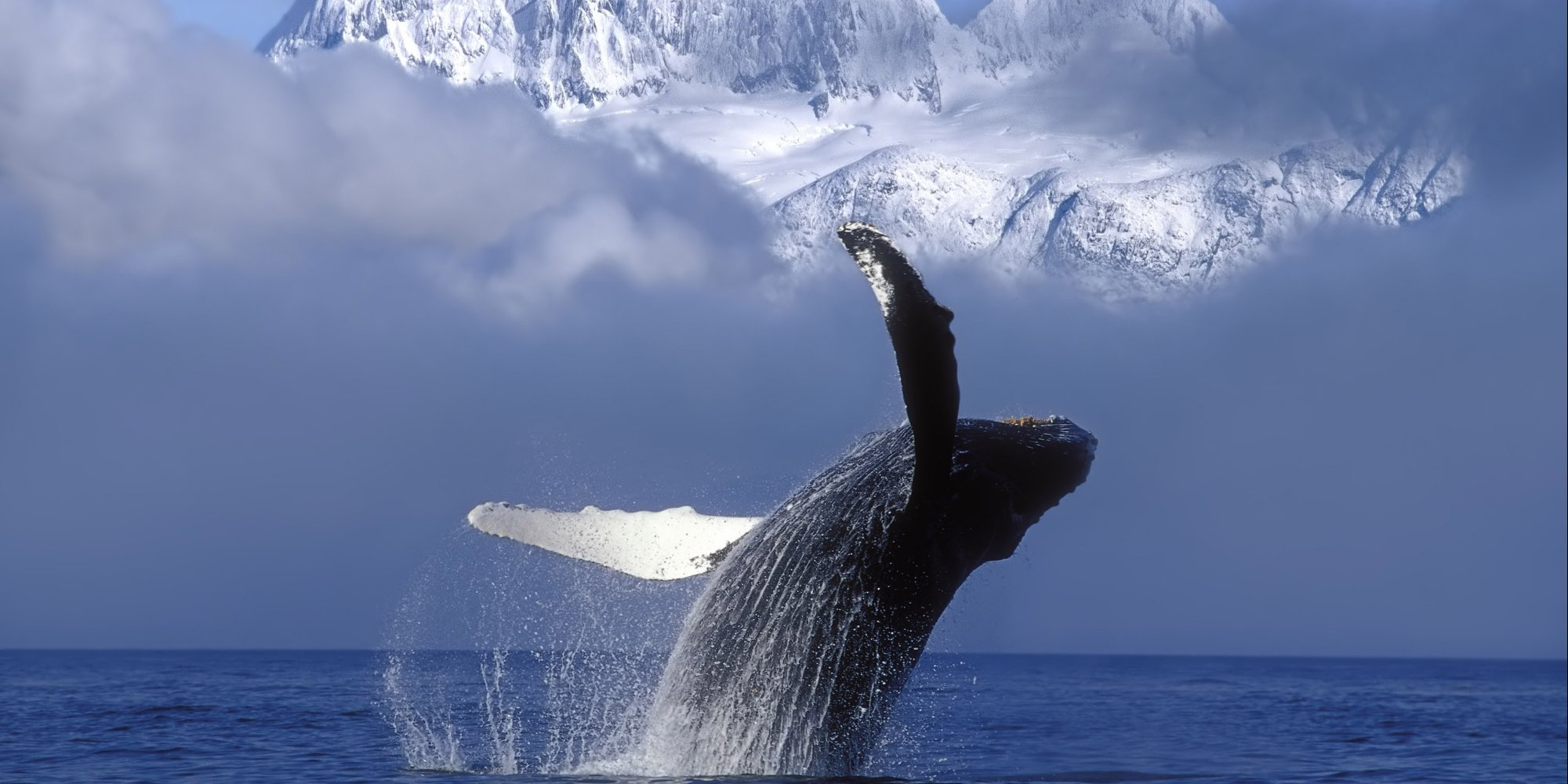 Caccia alle balene. L'agonia dei cetacei svelata in uno studio top ...