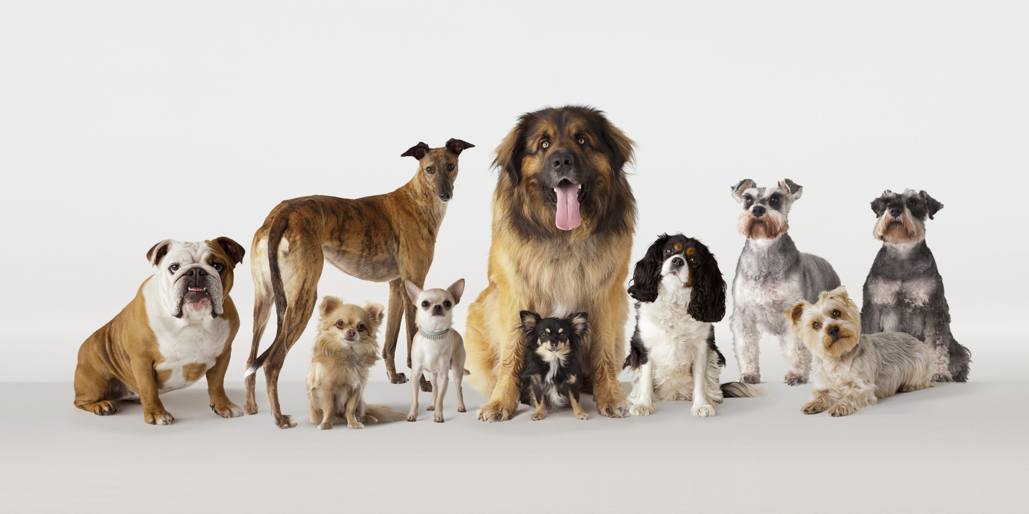 POLL What Is Your Ideal Pet? HuffPost