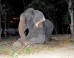 Raju The Elephant Cries After Being Rescued Following 50 Years Of Abuse, Chains