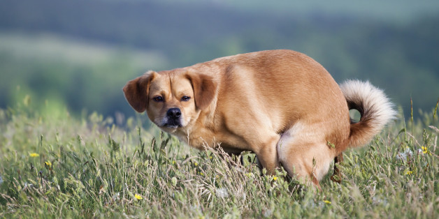 What Every Dog Owner Should Know About Dog Poop HuffPost