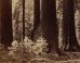 Carleton Watkins' Photos Show American West In 3-D