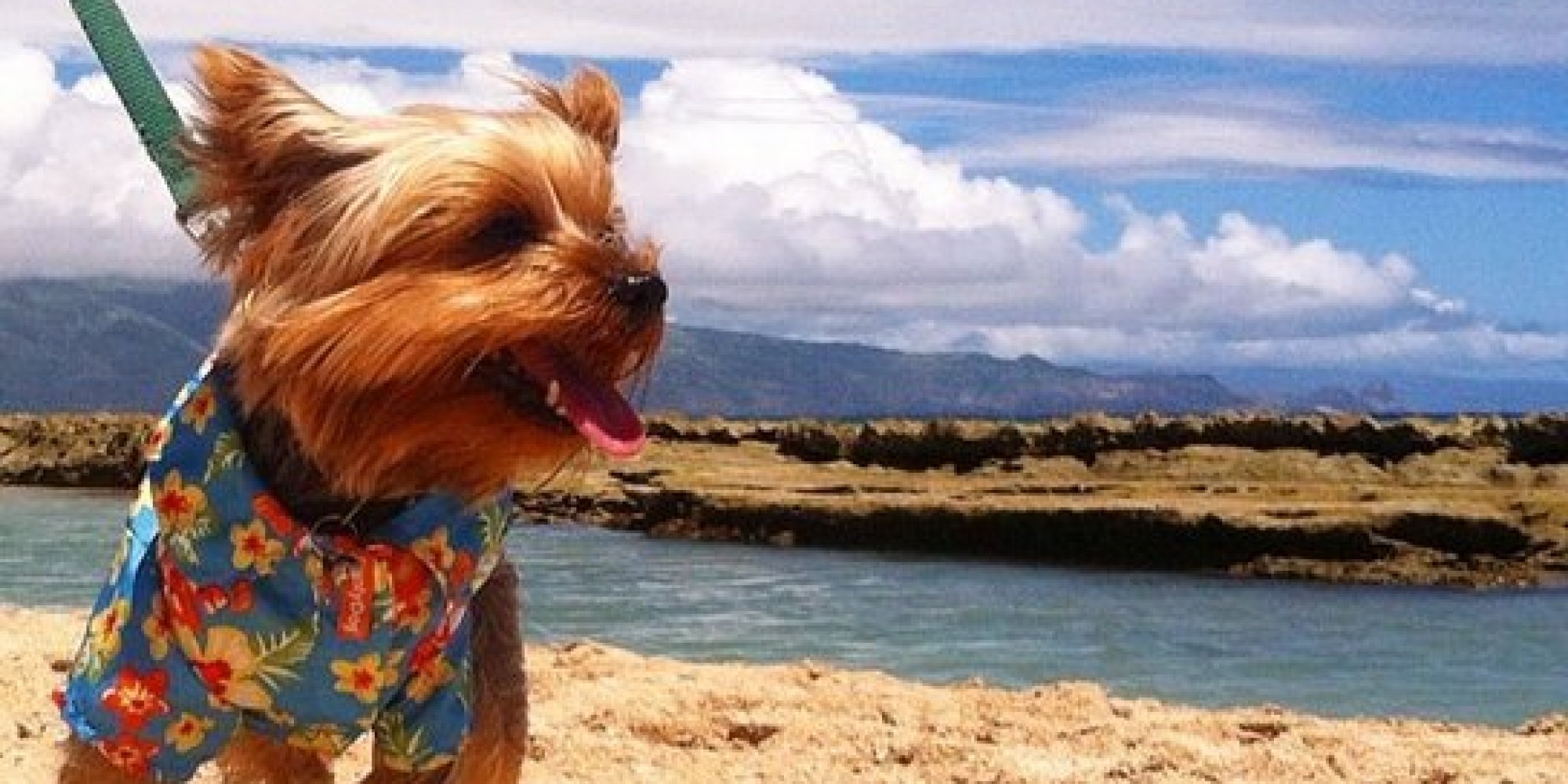 hawaii-s-most-adorable-residents-an-alohahuffpost-roundup-huffpost