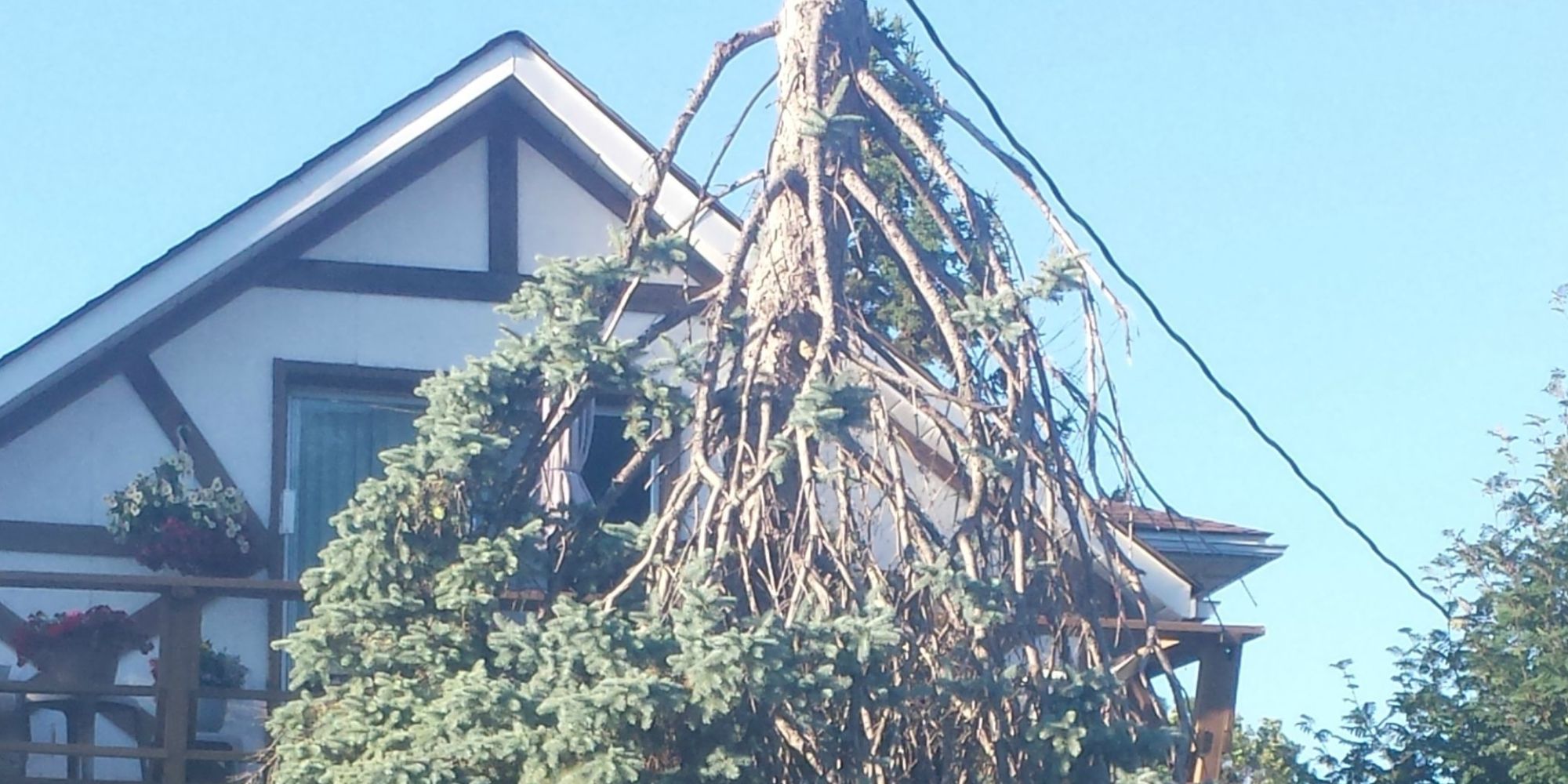This Tree Looks Like It's Upside Down (PHOTO) HuffPost