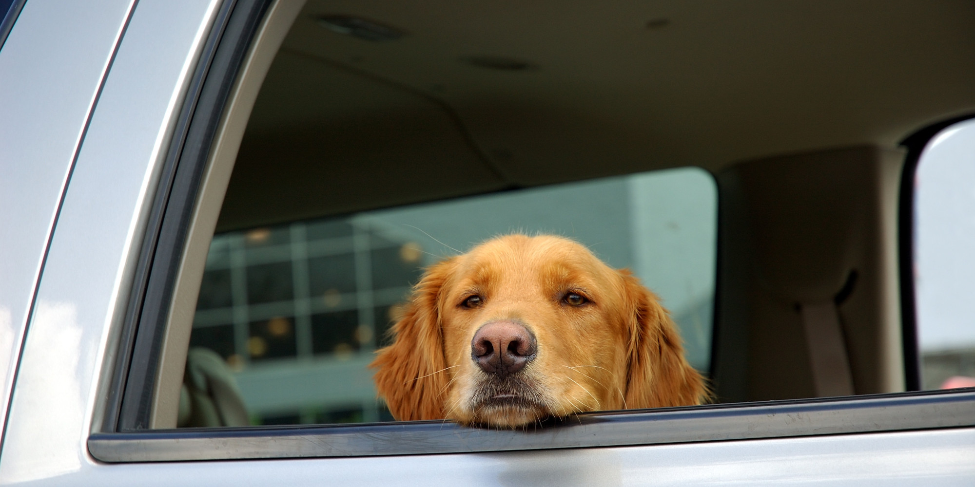 What Our Laws Say About Dogs in Hot Cars | HuffPost