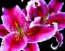 You've Never Seen Flowers Bloom Quite Like This