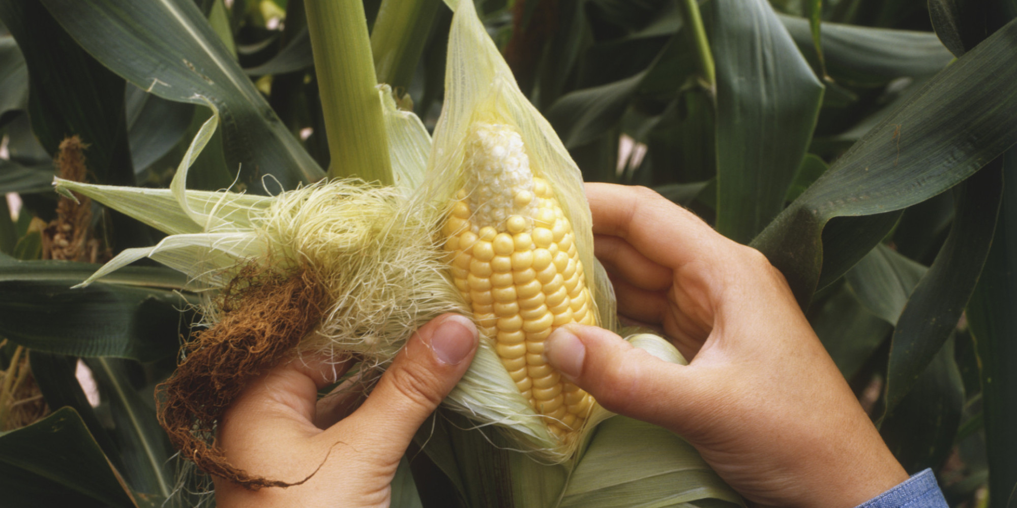 How to Cook Corn Without Shucking forecasting How to Cook Corn Without Shucking advise