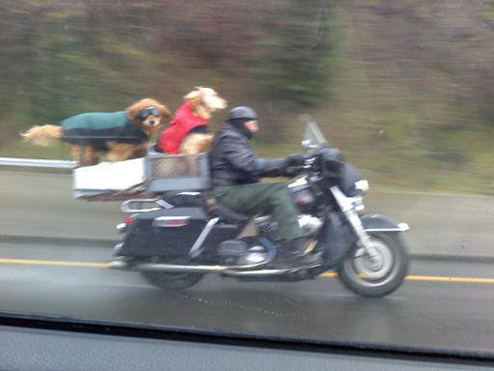 Dogs On A Motorcycle! HuffPost