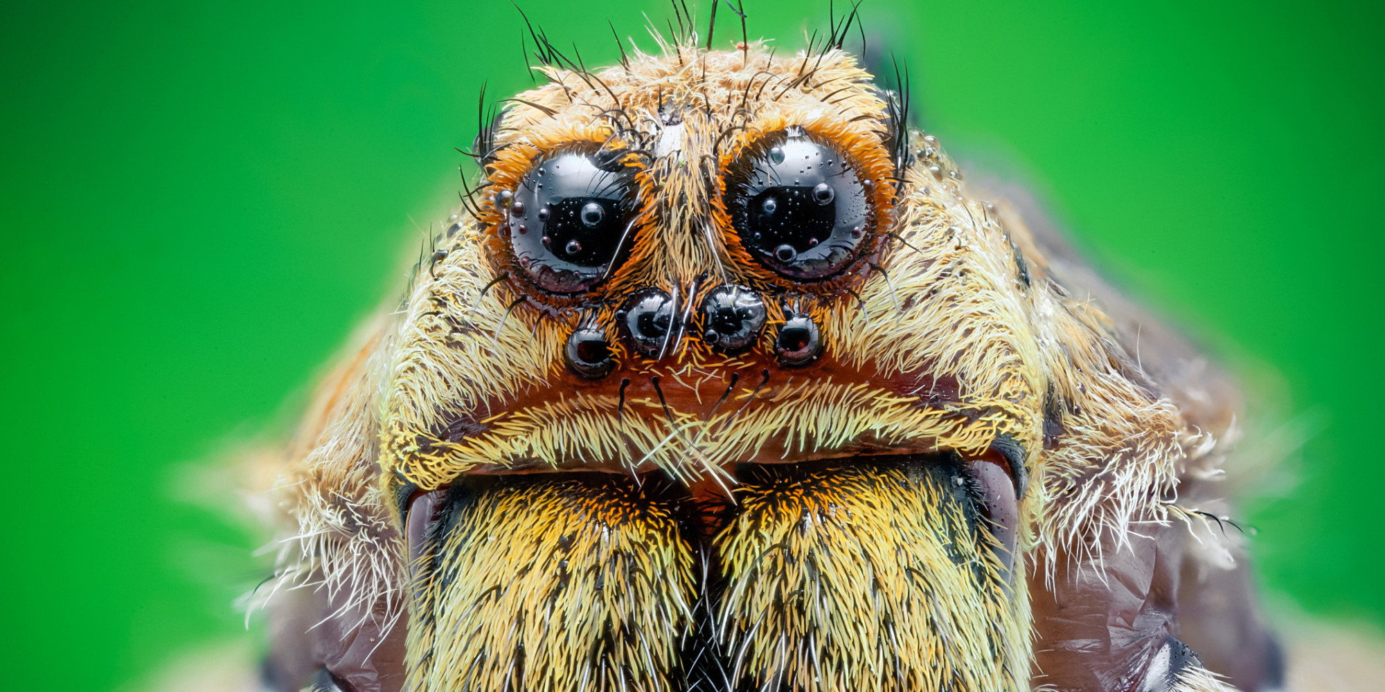 Man Burns Down House Trying To Kill Spider With Homemade Flamethrower
