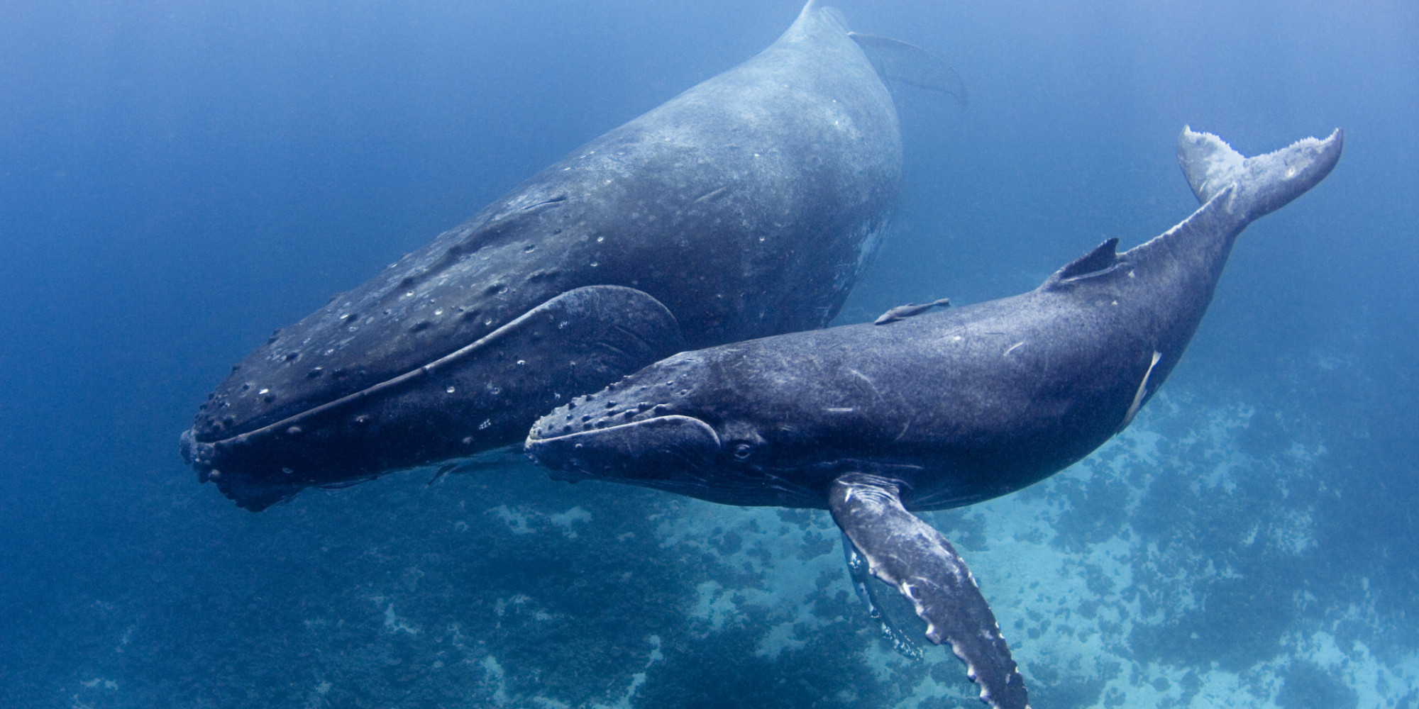 The Fight To Protect Whales Against The Navy's Noise Pollution | HuffPost