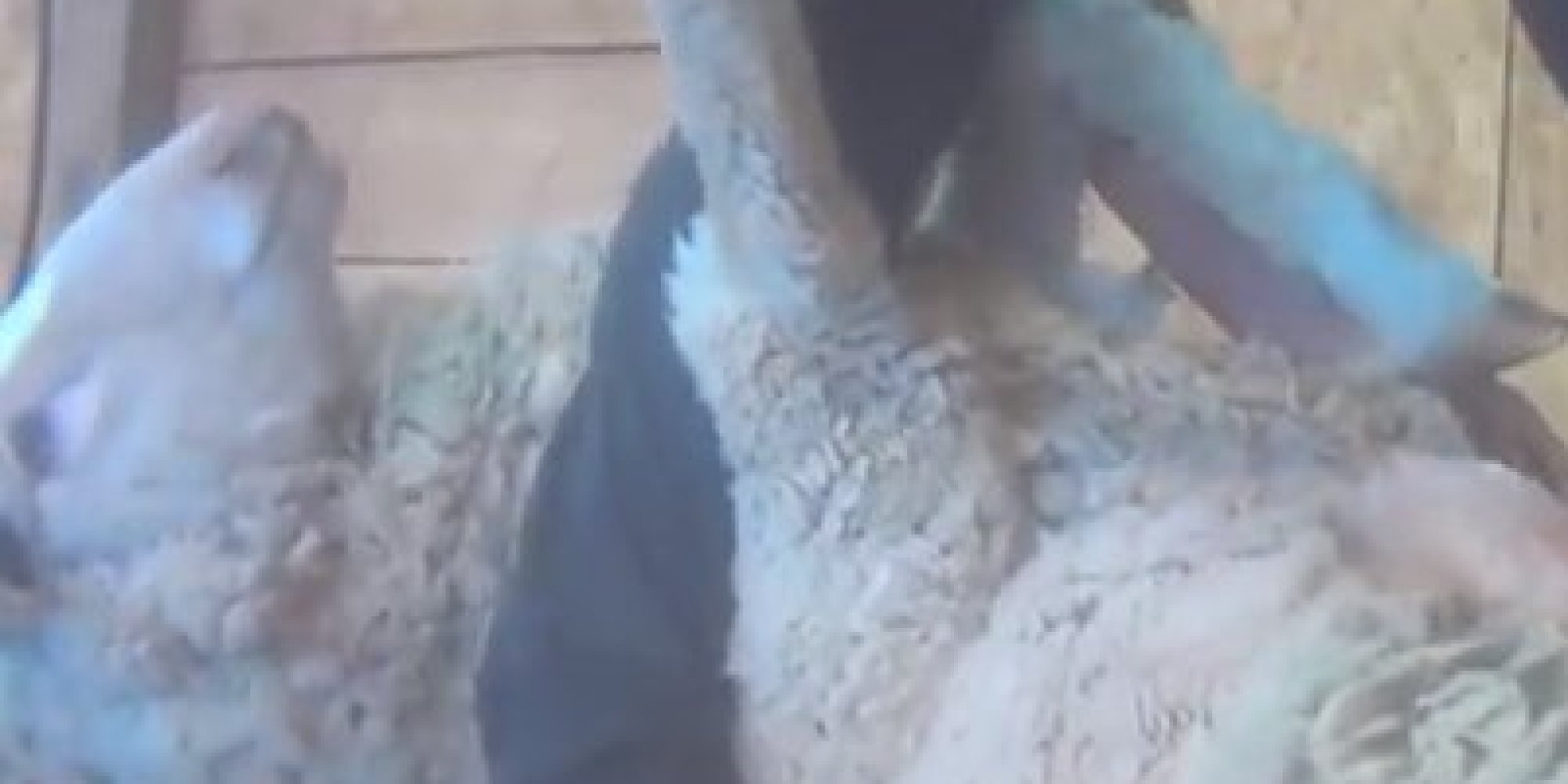 PETA Undercover SheepShearing Video Appears To Show Shocking Animal