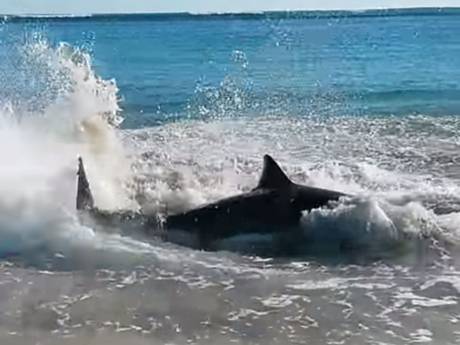 great white shark beach