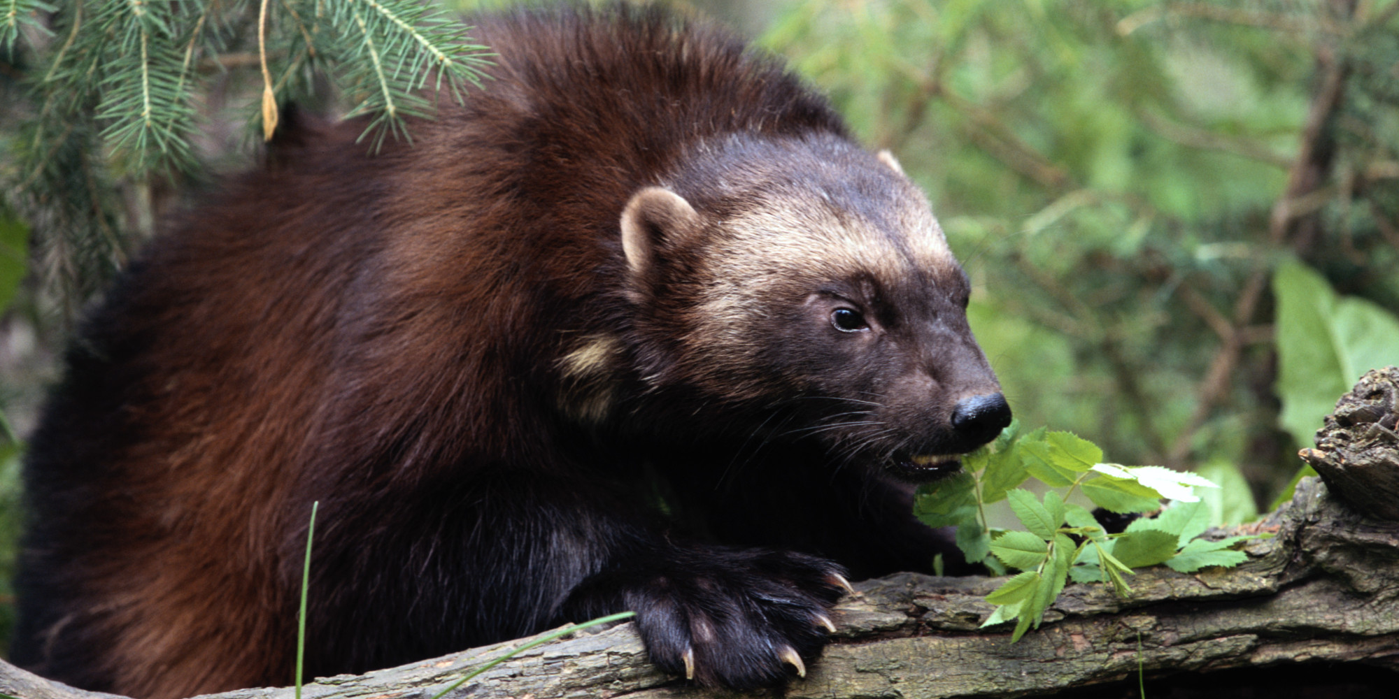 Federal Scientists Ordered To Drop Proposal To Protect Wolverines 