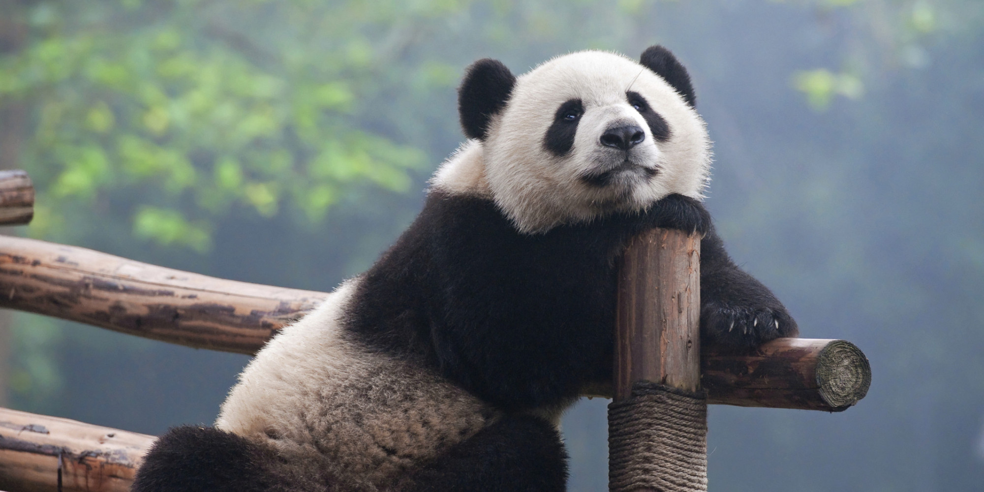 Your Guide to Google's Panda 4.1 Algorithm | HuffPost