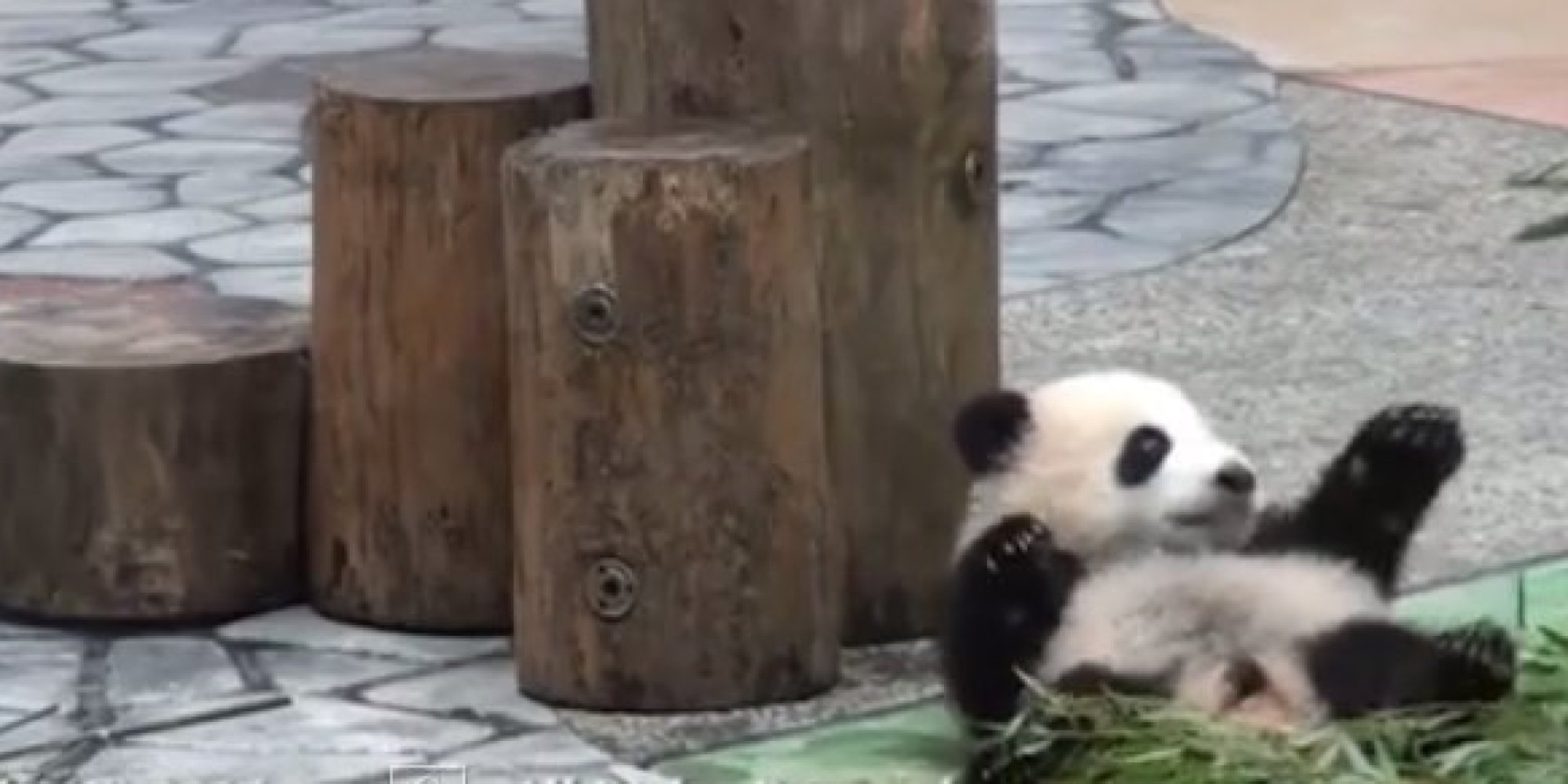 'Baby Pandas Falling Off Things' Does What It Says On The Tin HuffPost UK