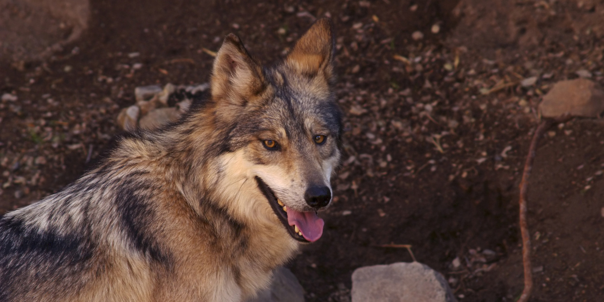 El Lobo's Uncertain Future | HuffPost