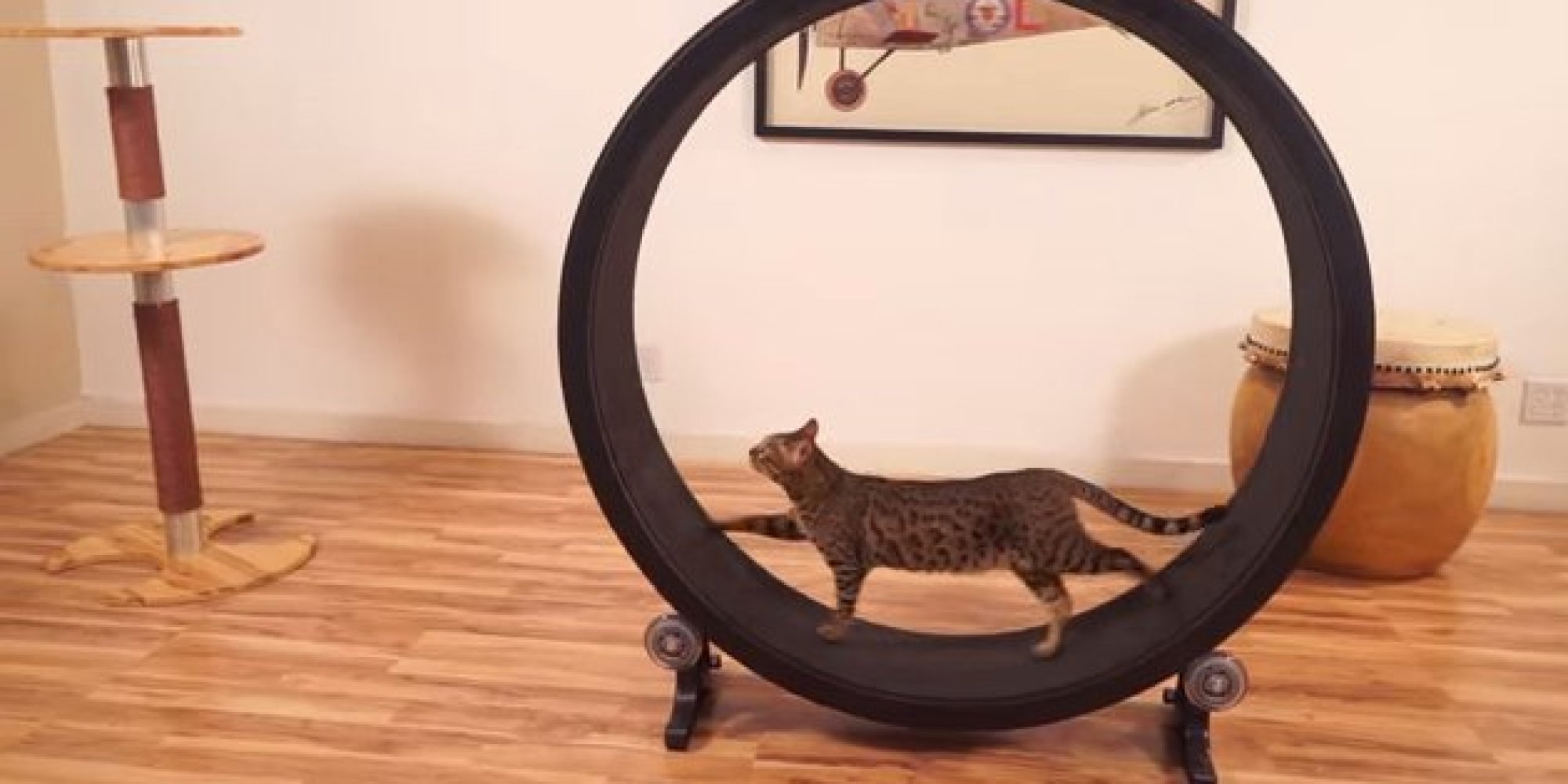 Yep, That's A Hamster Wheel For Cats HuffPost UK