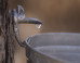 Maple Sap