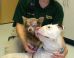This Pit Bull Carried Her Injured Chihuahua 'Soul Mate' To Safety, Now They Need A Loving Home