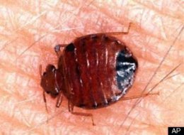 Nyc Bedbugs