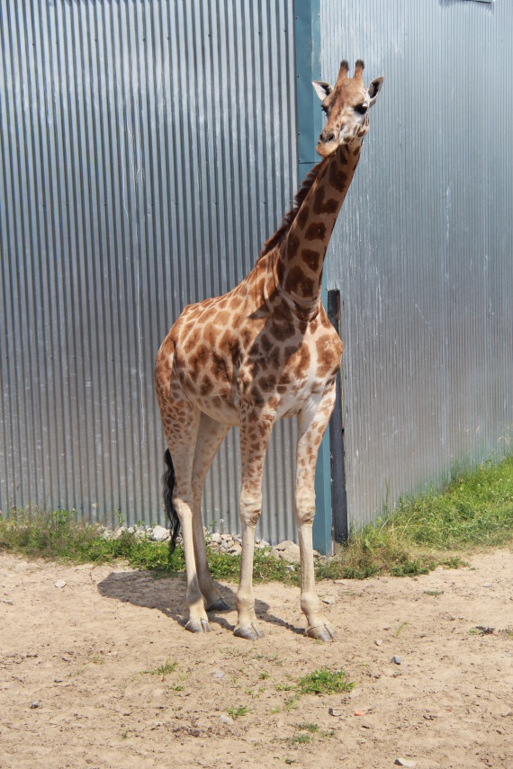 girafe