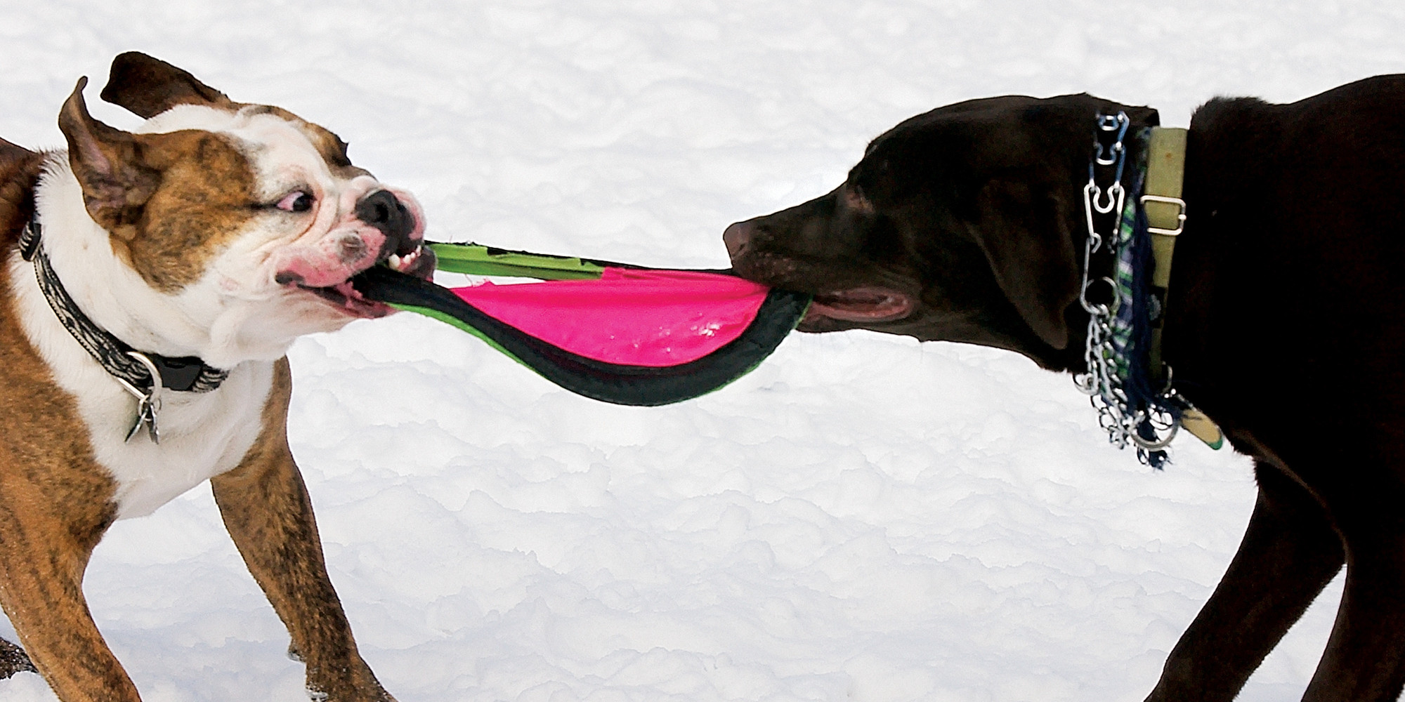 Even Dogs Get Jealous, New Study Suggests HuffPost