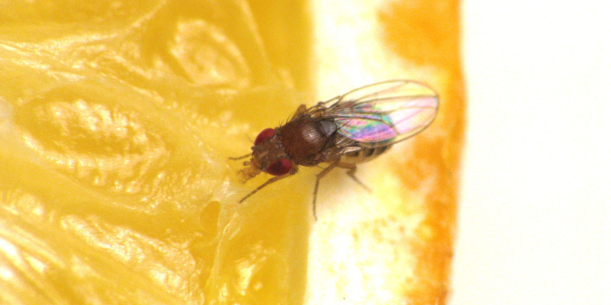 How To Get Rid Of Fruit Flies Uk