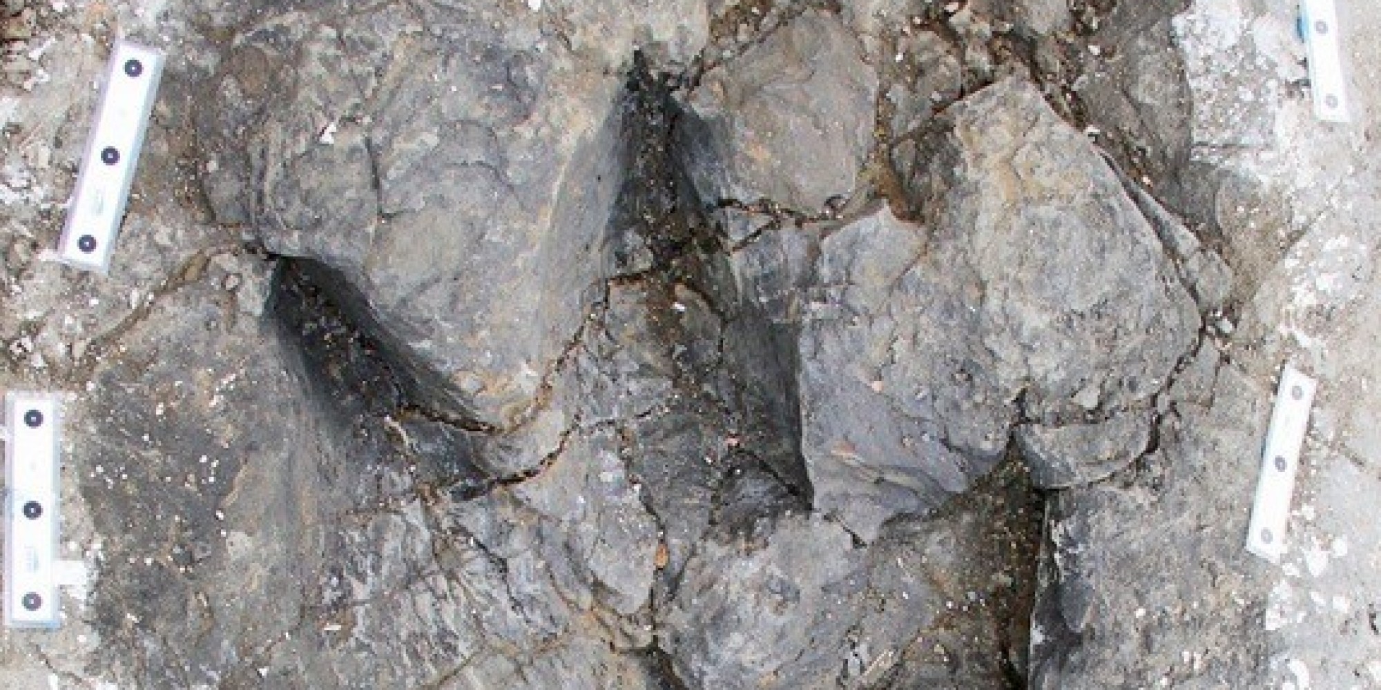 tyrannosaurus tracks