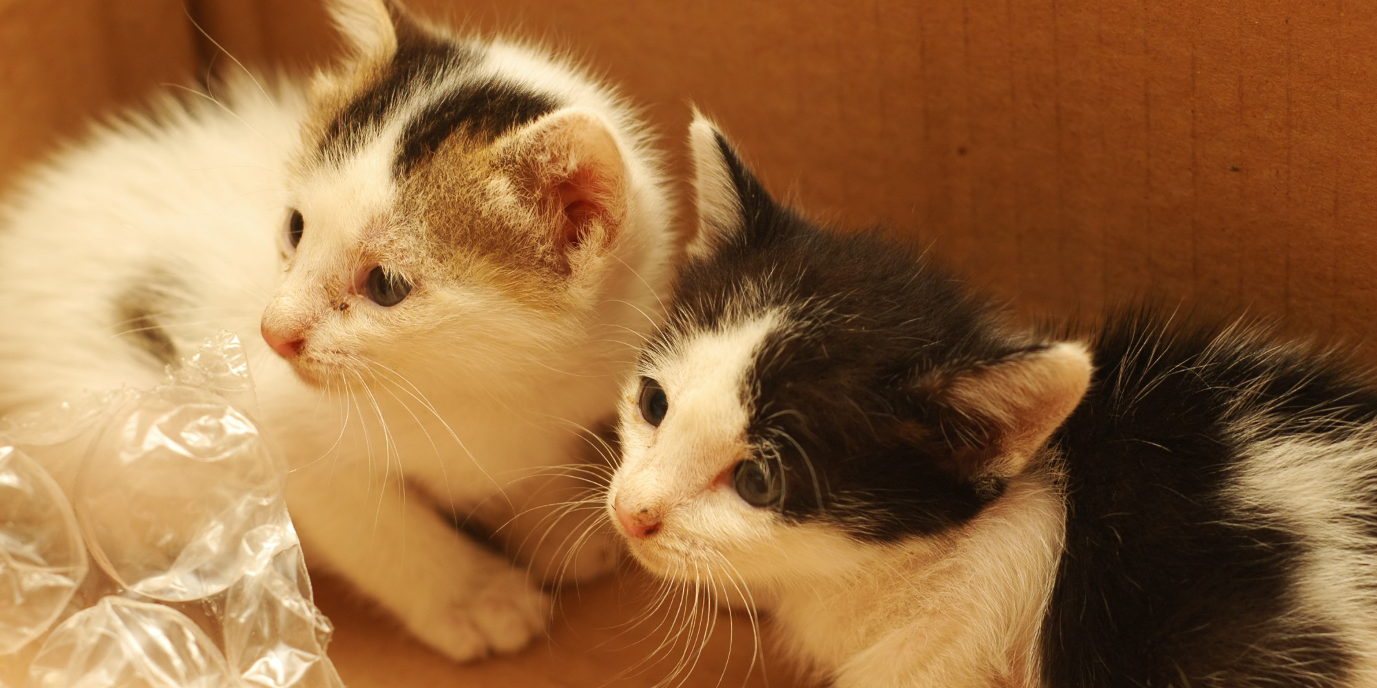 Parasite In Cat Poop Could One Day Treat Cancer HuffPost