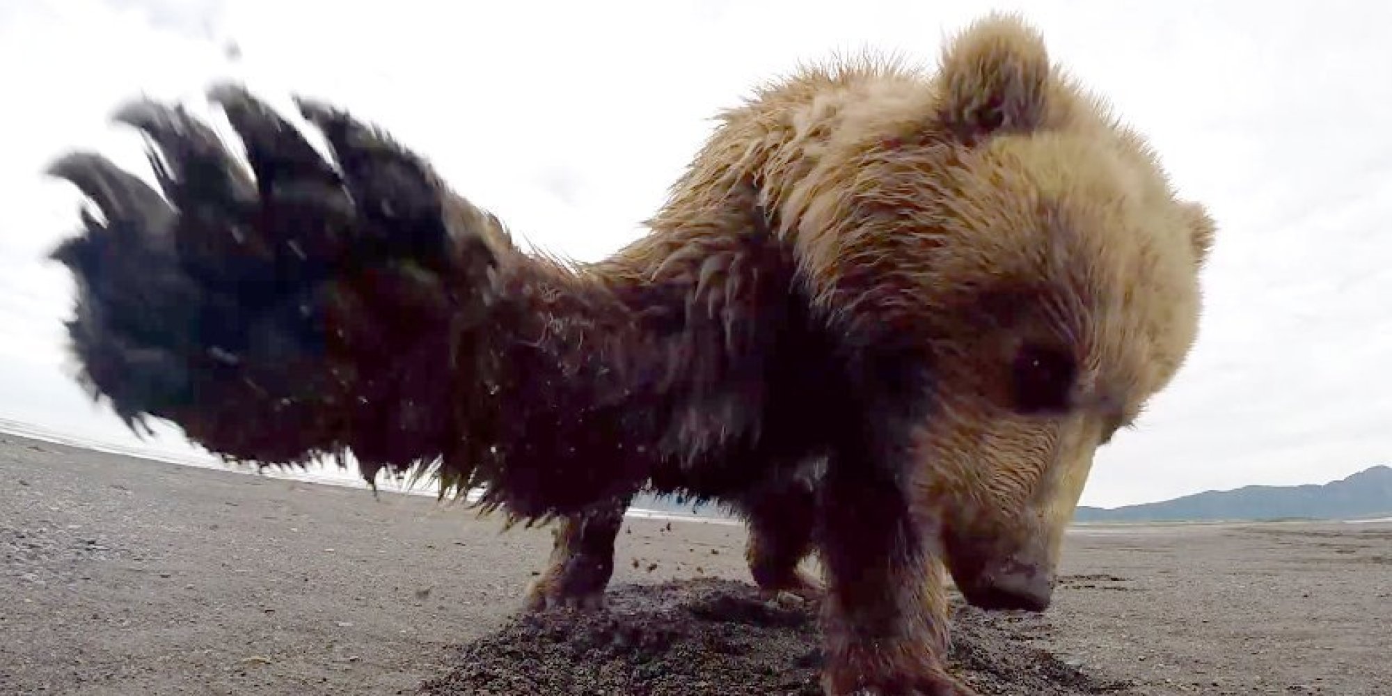 Grizzly Bear Takes A Swing At This Guy's Camera | HuffPost