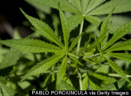New York Times Editorial Board Calls For Legalization Of Marijuana